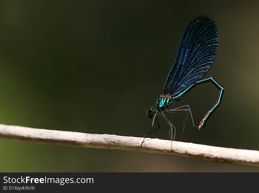 Close-up of dragonfly Calopteryx virgo. Close-up of dragonfly Calopteryx virgo