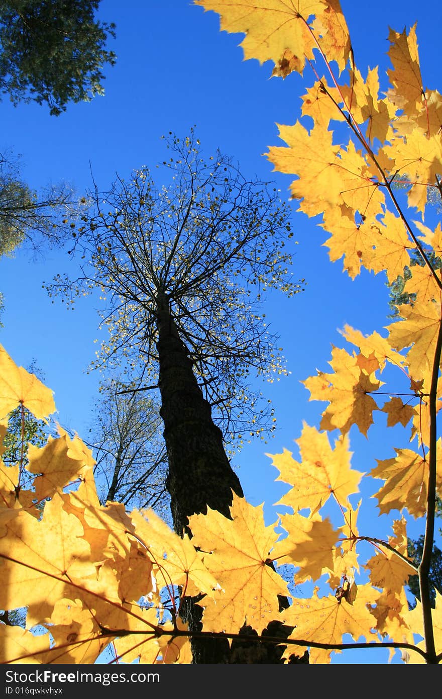 The yellow folios against a blue
 sky and trees  background. The yellow folios against a blue
 sky and trees  background.