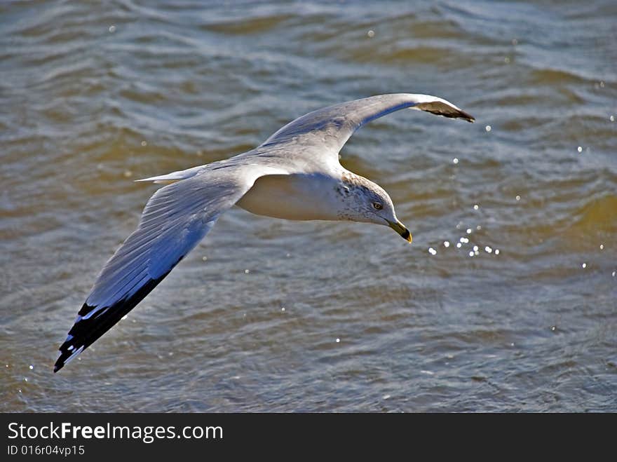 A gull on wing above an ocean looks out for booty in water