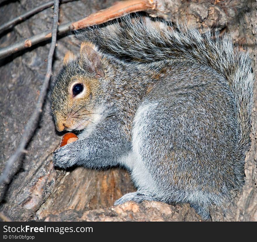 Squirrel On A Tree With Wood Nut