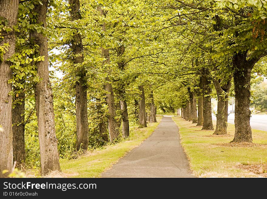 A straight walking path through green trees. A straight walking path through green trees