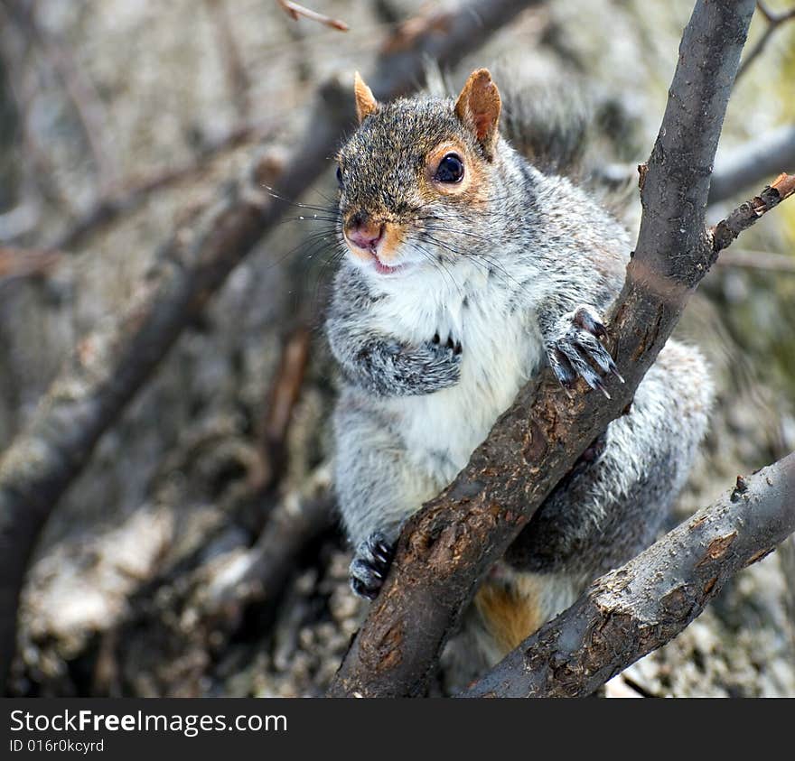 Squirrel Looks At The Photographer From A Tree