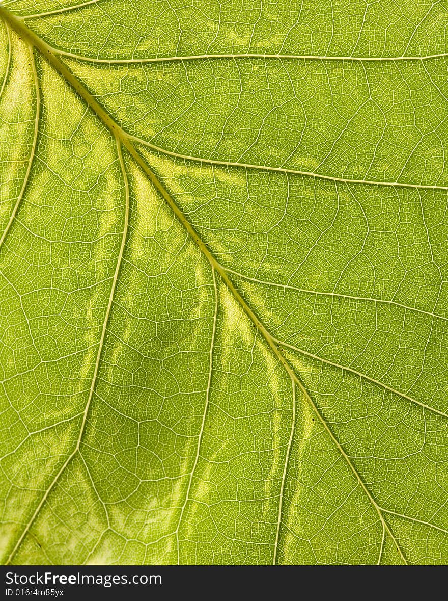 Macro Of A Leaf