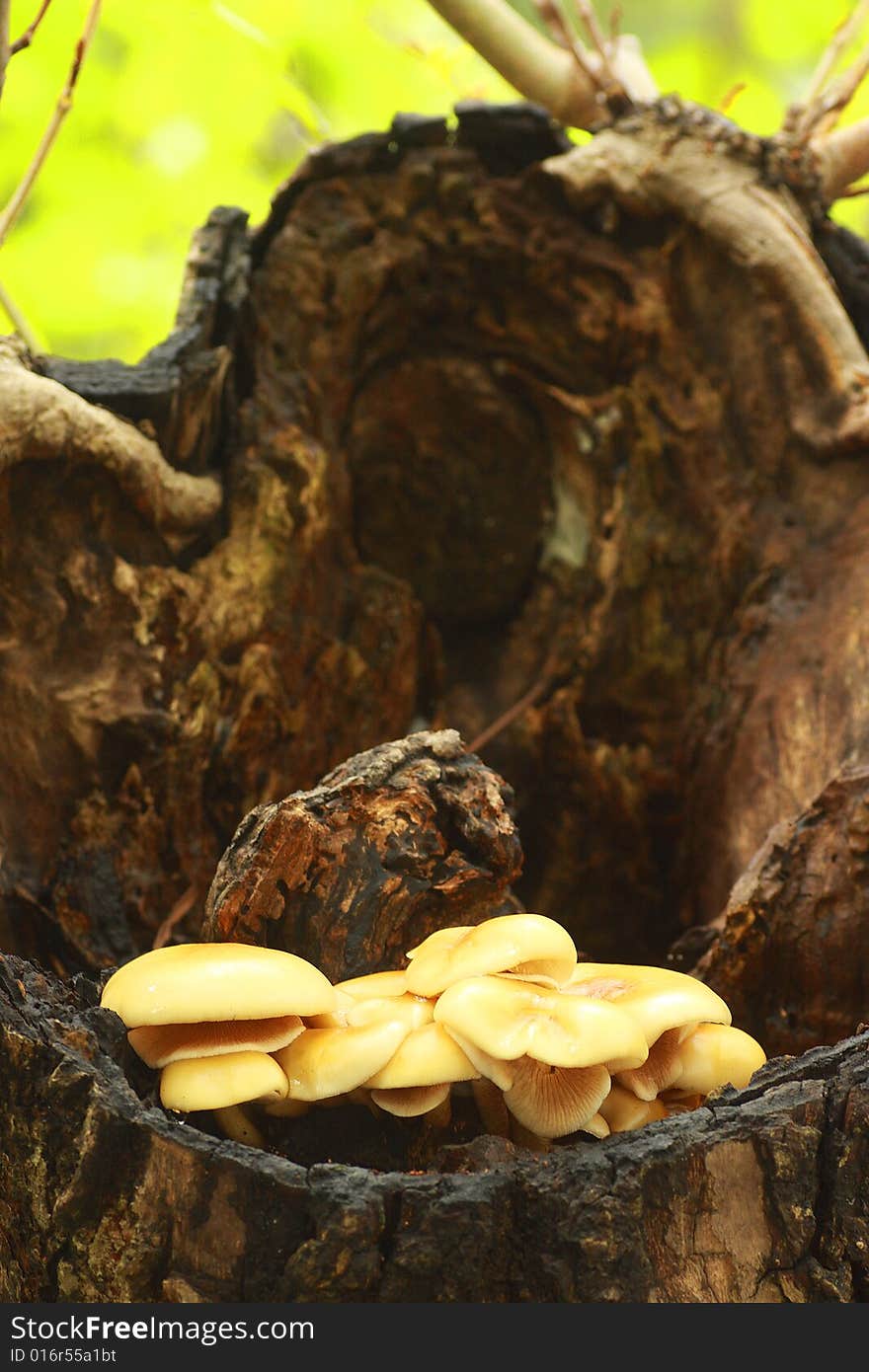 Fungus grow on a old tree trunk. Fungus grow on a old tree trunk