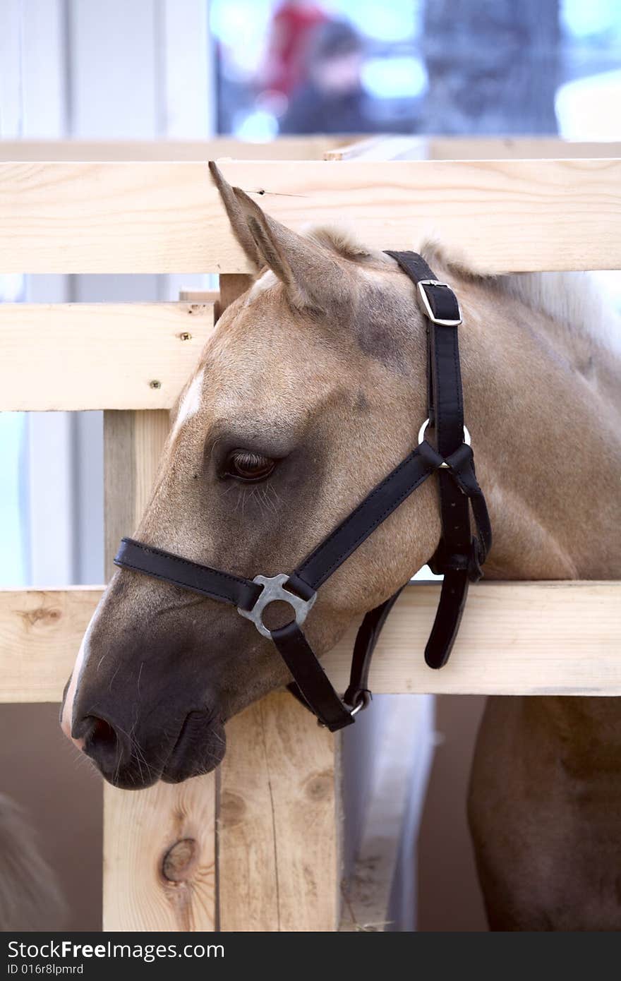 Close up a pony. Our favourite horsy.