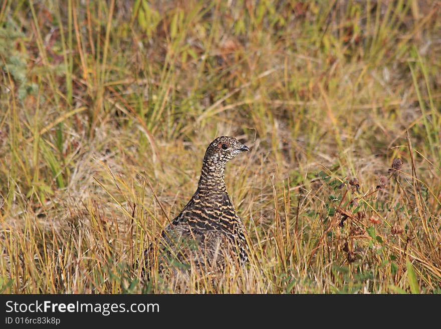 Spruce grouse