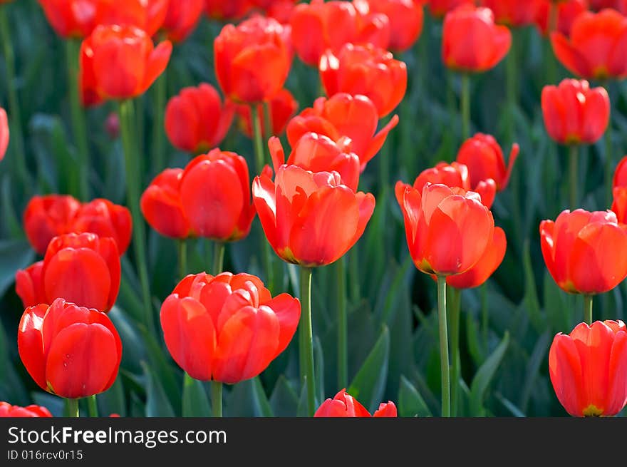 Beautiful spring red tulips in the park