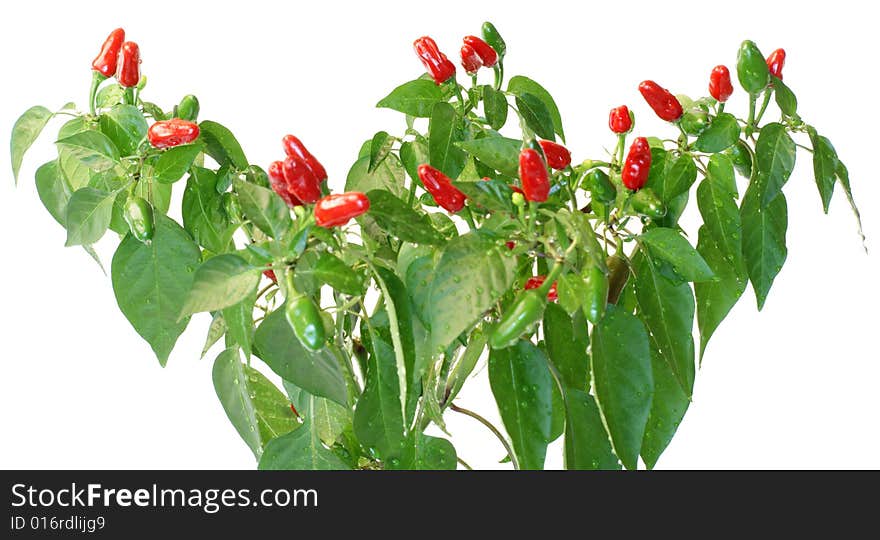 Red hot pepper isolated on white