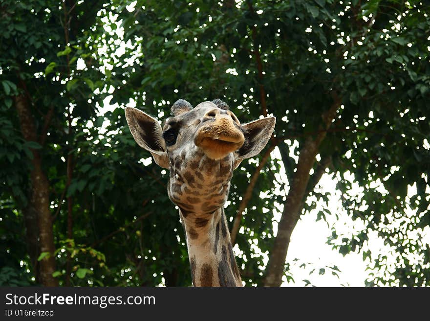 Head of the giraffe on background high tree