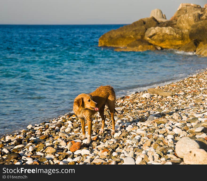 Dog on a beach after swimming in the sea. Rocks on the background. Samos Island, Greece.