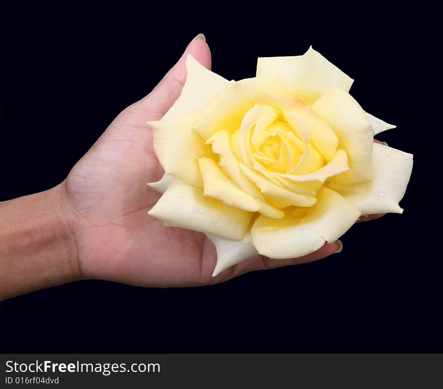 Yellow rose in a ladies hand with a black background. Yellow rose in a ladies hand with a black background.