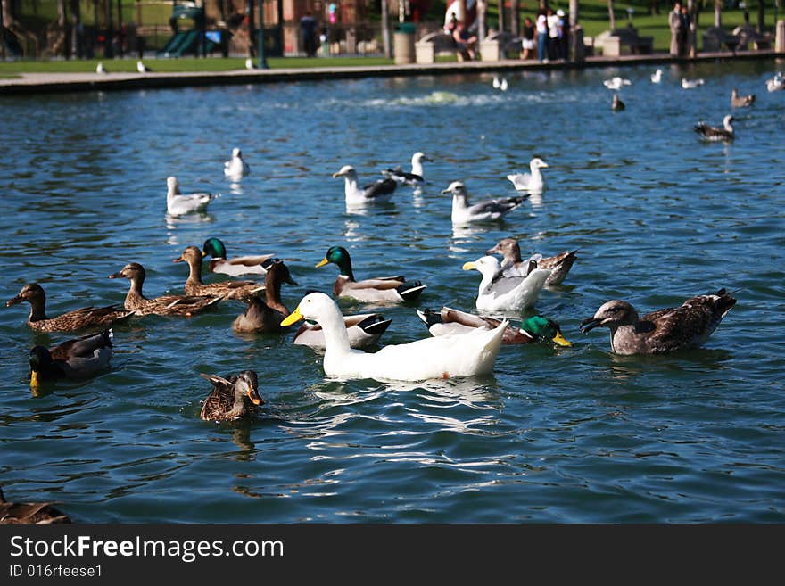 Group of various ducks