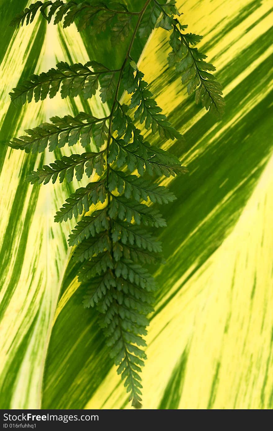 Acacia leaves on a plant background. Acacia leaves on a plant background