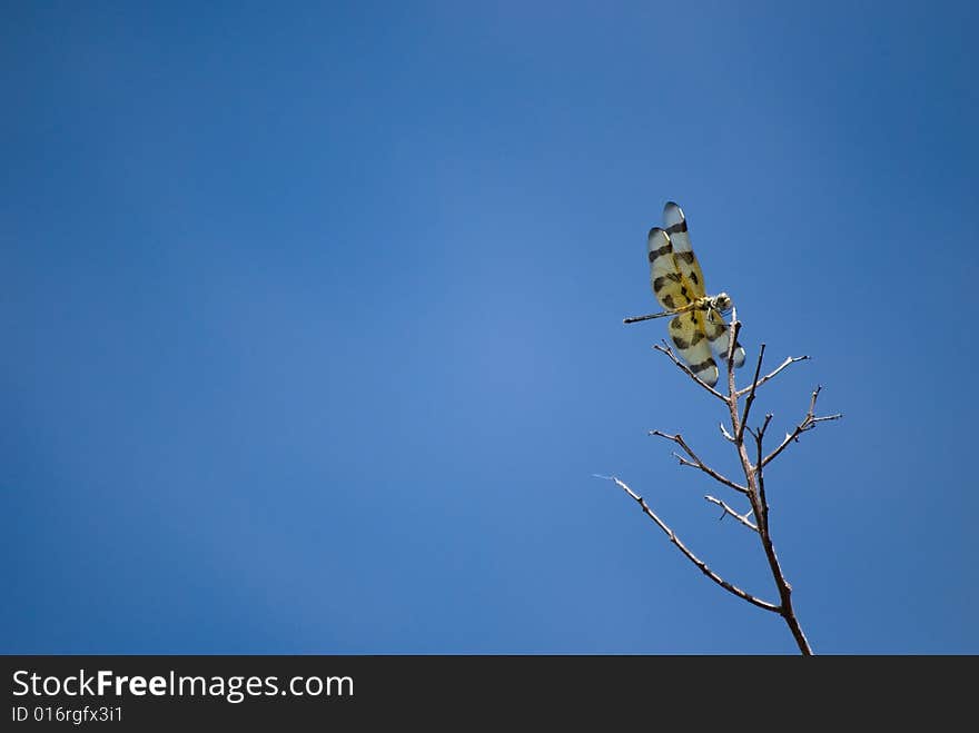 Dragonfly on Branch