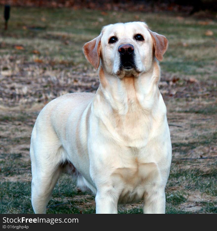 A large, male yellow Labrador Retriever, purebred