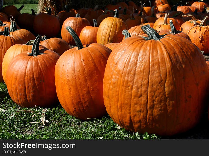 Three big pumpkins in front of a pile of pumpkins. Three big pumpkins in front of a pile of pumpkins