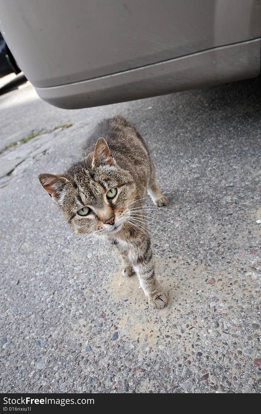 Take Me Home, Homeless Cat On Street