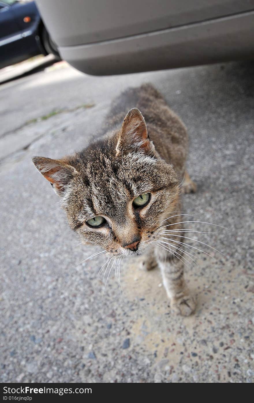 Take Me Home, Homeless Cat On Street