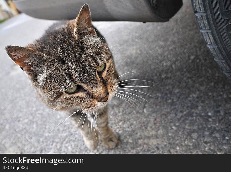 Image of homeless cat on street. Image of homeless cat on street