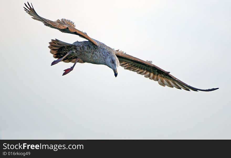 The seagull in the sky looks out for extraction in ocean waves