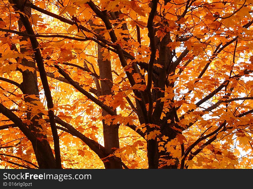 Background formed by vibrant orange leaves in trees. Background formed by vibrant orange leaves in trees