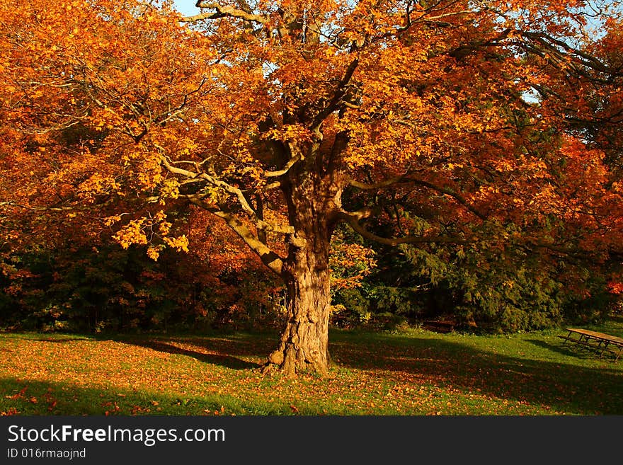 Beautiful tree with vibrant orange leaves in a park. Beautiful tree with vibrant orange leaves in a park