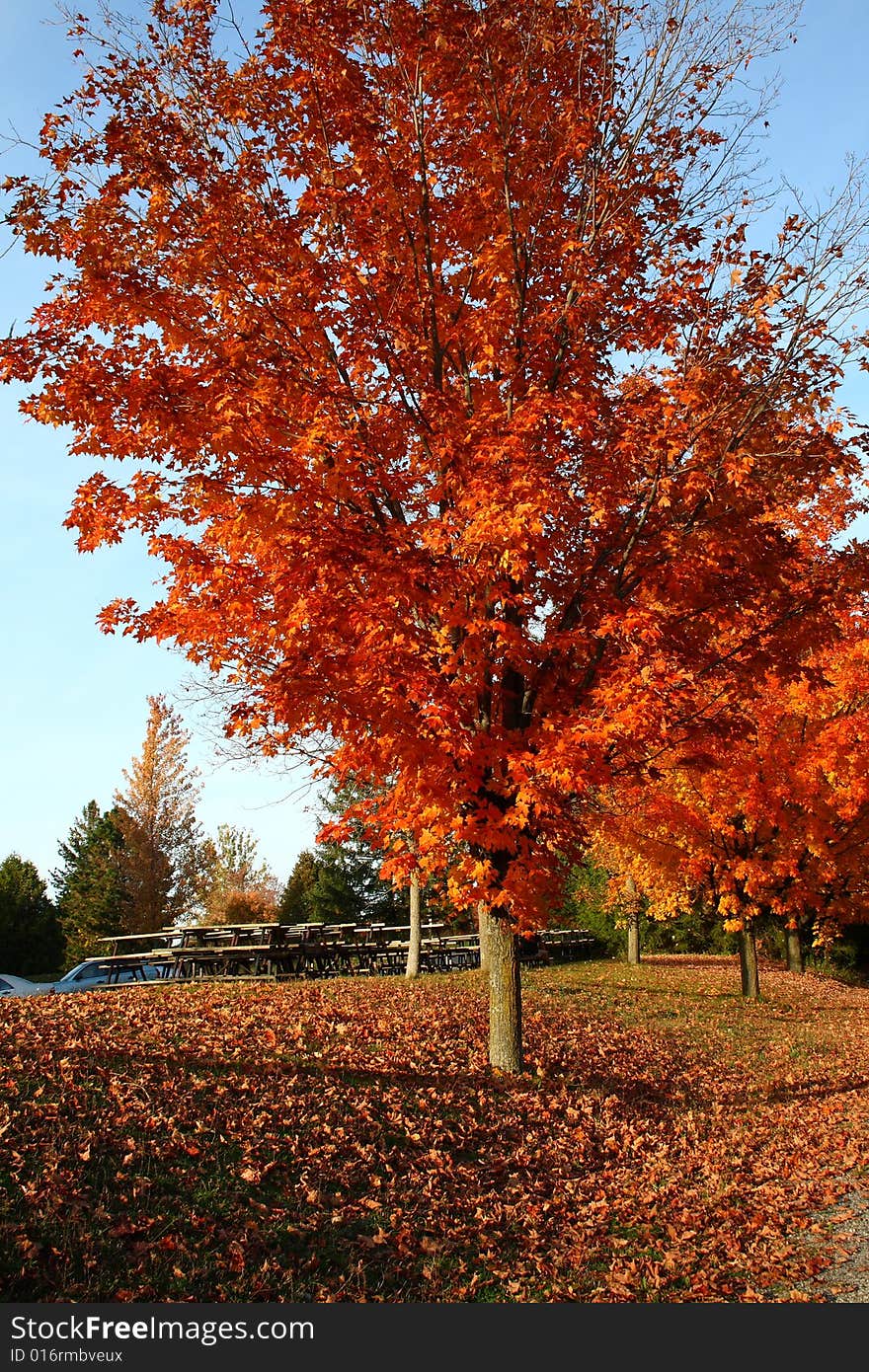 Beautiful tree with vibrant orange leaves in a park. Beautiful tree with vibrant orange leaves in a park