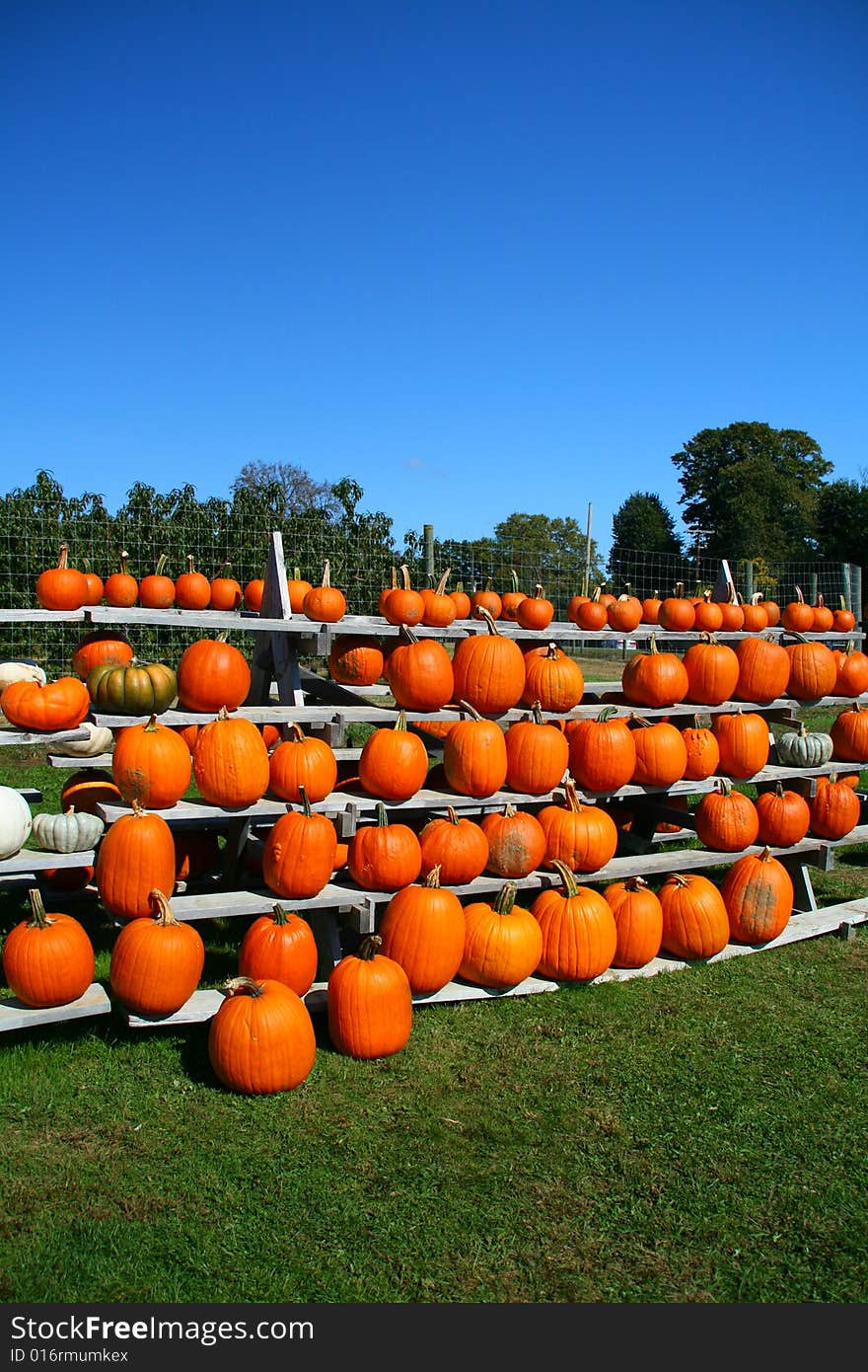 Rows of Pumpkins