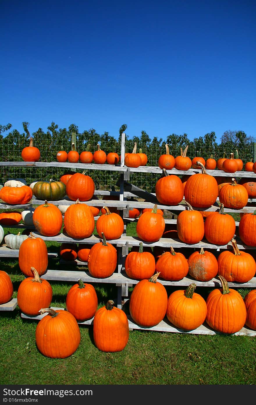 Rows of Pumpkins