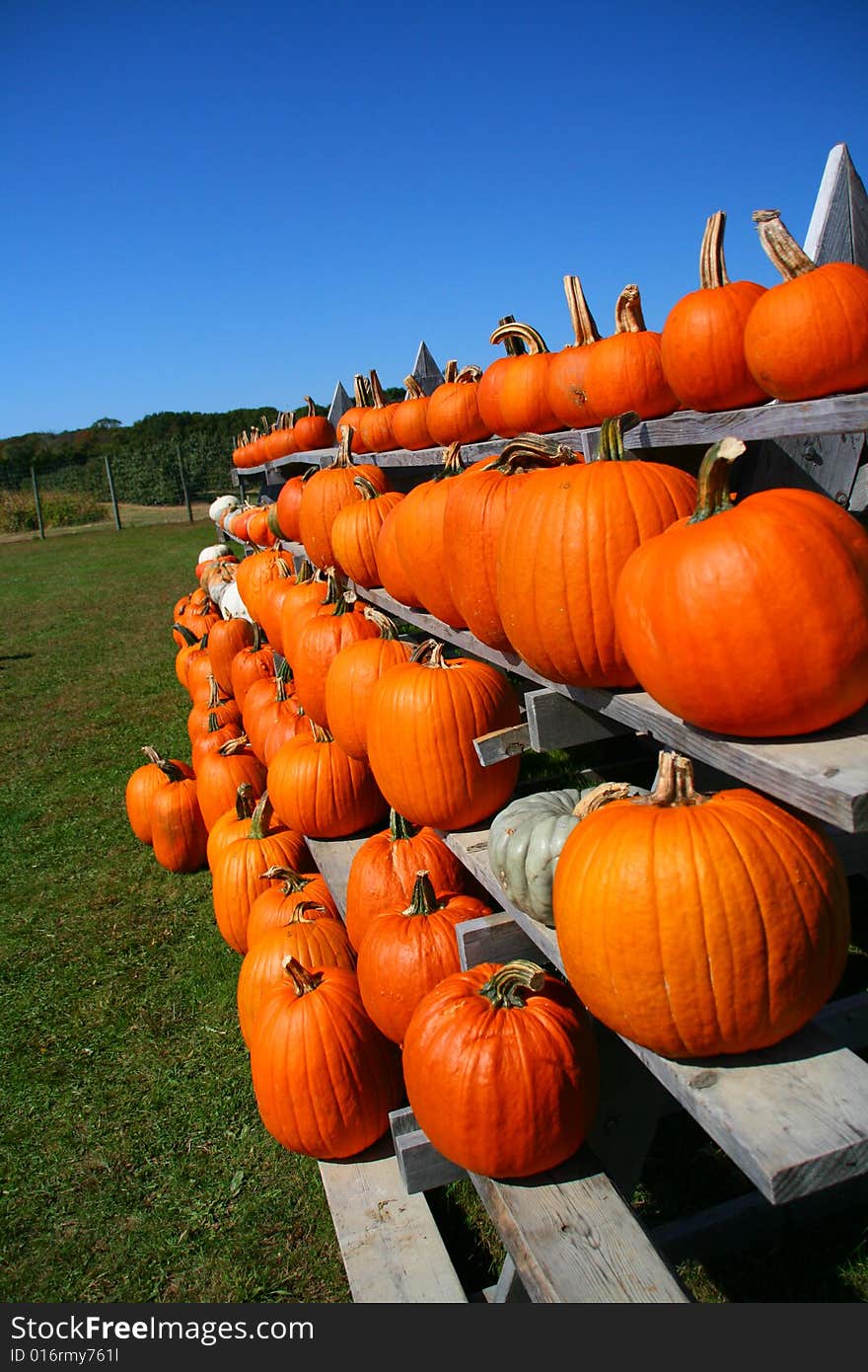 Rows of Pumpkins