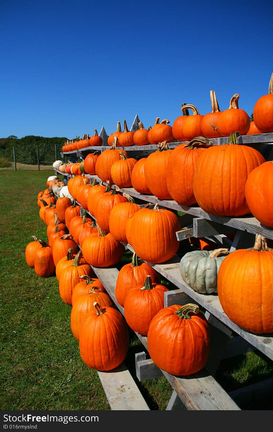 Rows Of Pumpkins