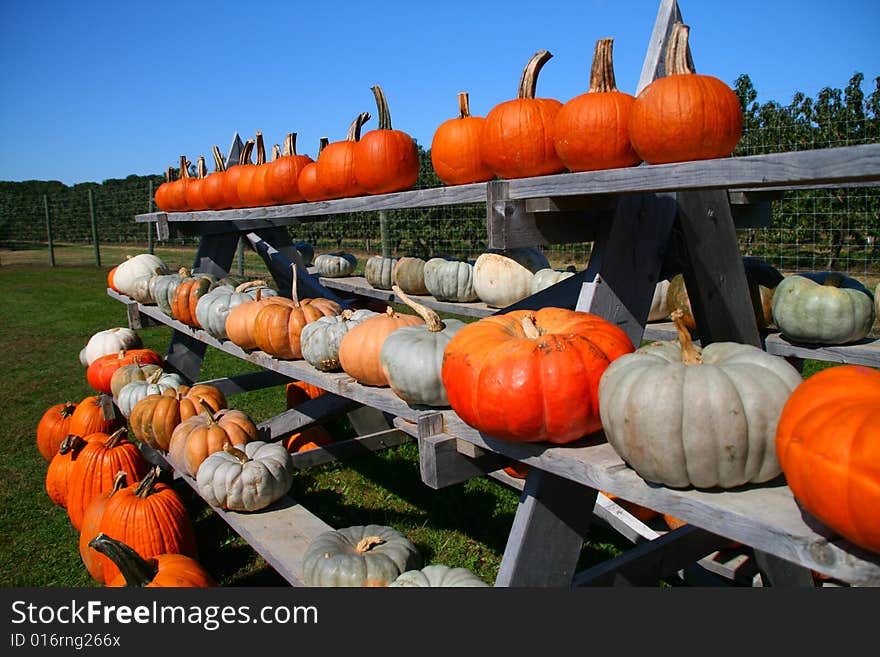 Rows Of Pumpkins