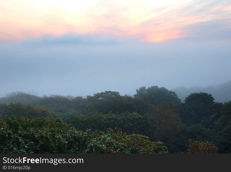 Foggy (hazy) forest and scarlet sunrise.