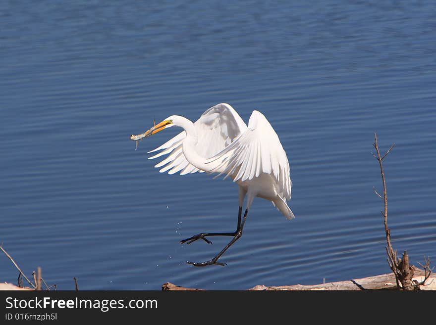 Aigrette