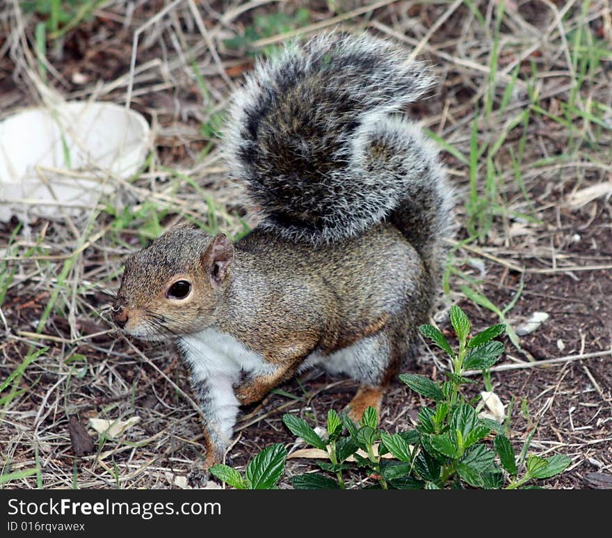 Grey Squirrel photographed at a park in San Francisco. Grey Squirrel photographed at a park in San Francisco.