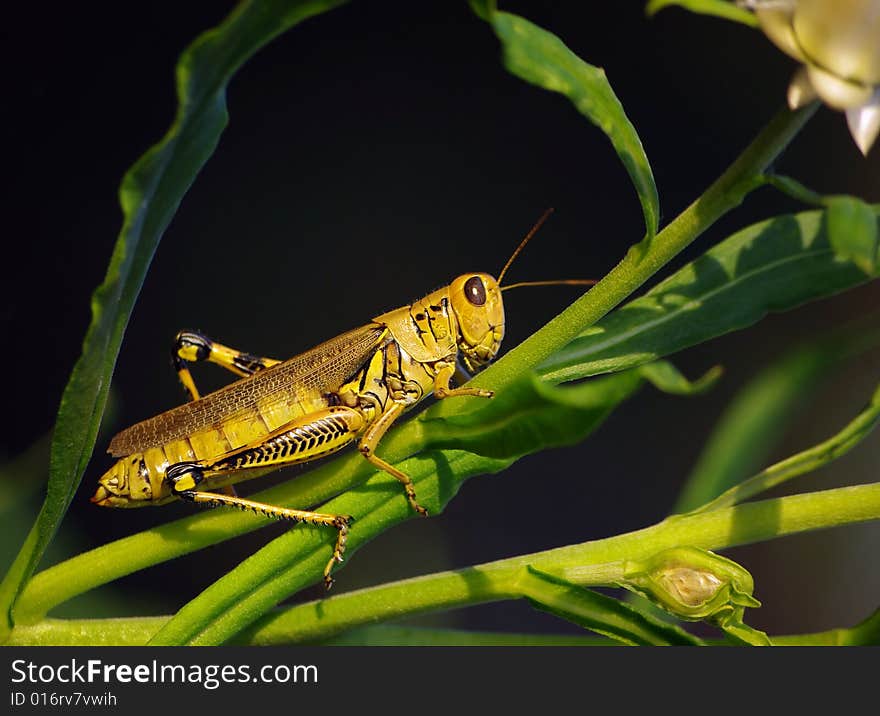 Grasshopper on Straw Flower