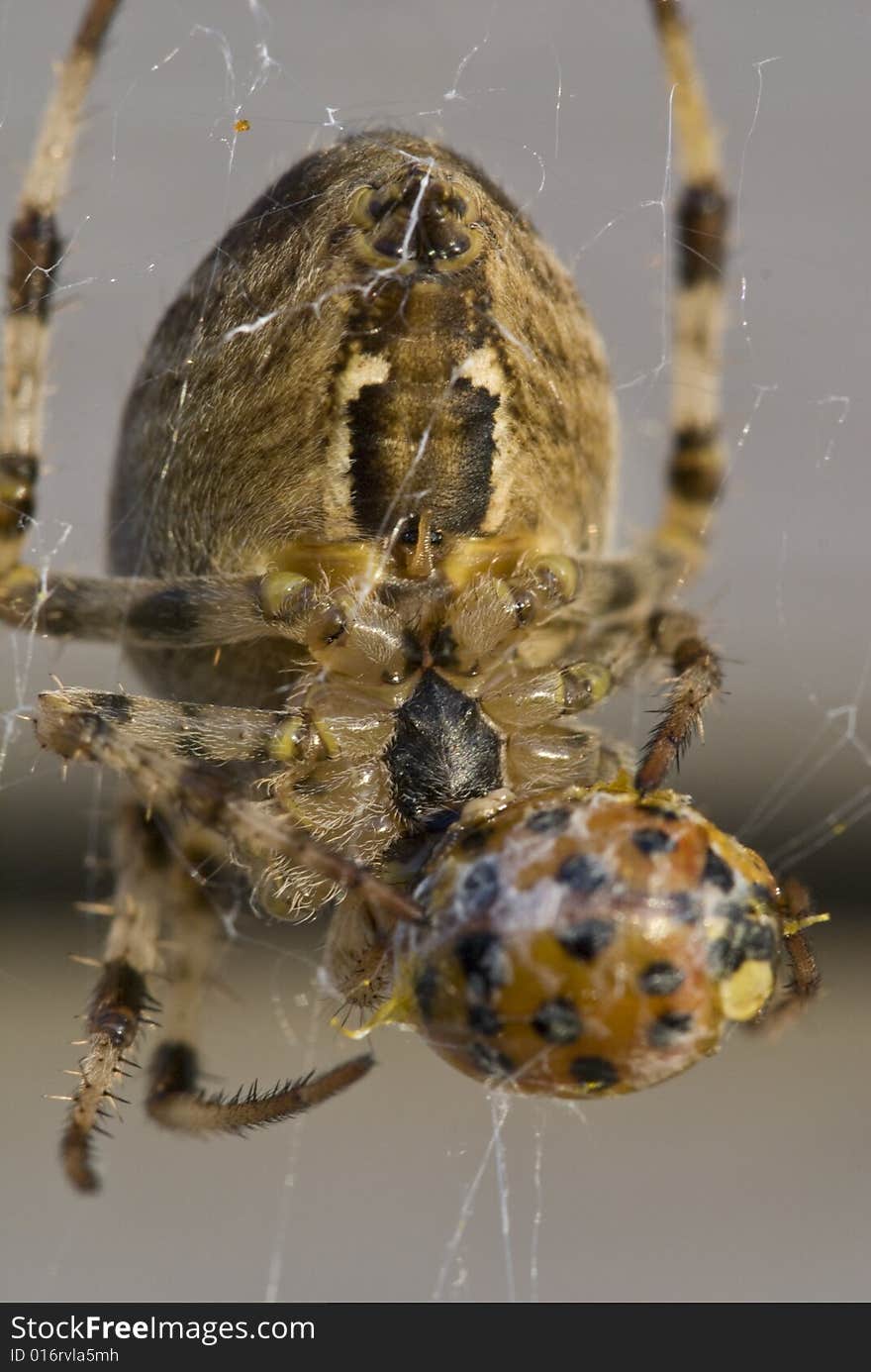 Spider Having Lunch