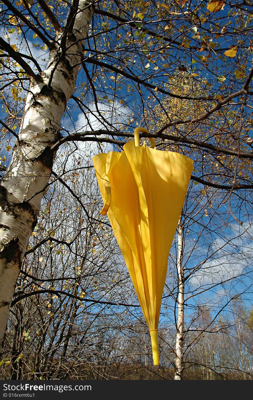 A yellow umbrella hanging from the branch of a birch tree, on a sunny autumn day.