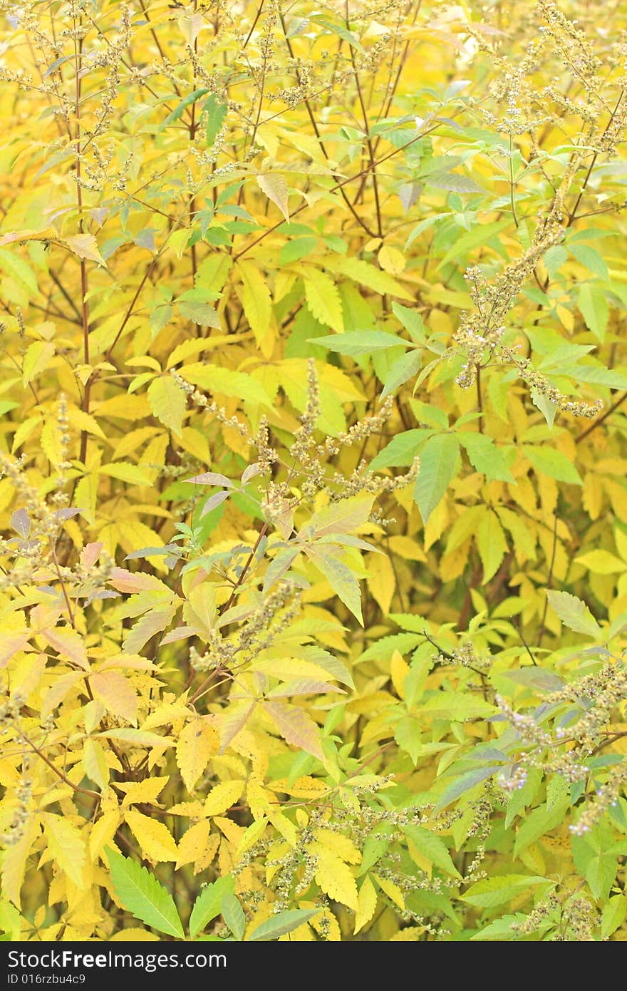 Close up of the autumn foliage