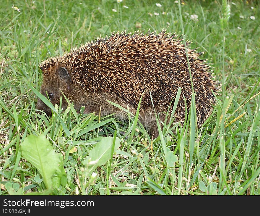 Hedgehog