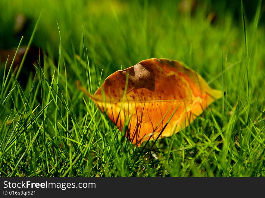 Autumnal leaf on a meadow