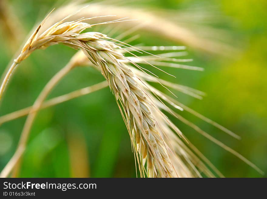 Spikelet macro shot in field