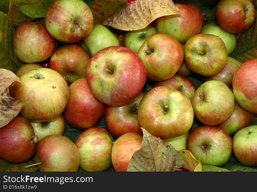 Inside of the basket containing mature apples