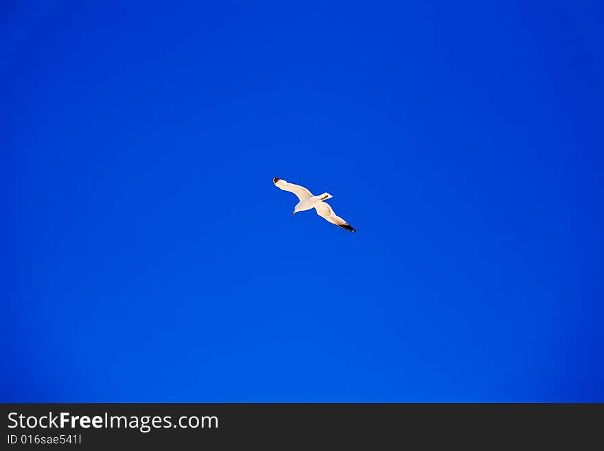 Seagull Flying In Blue Sky