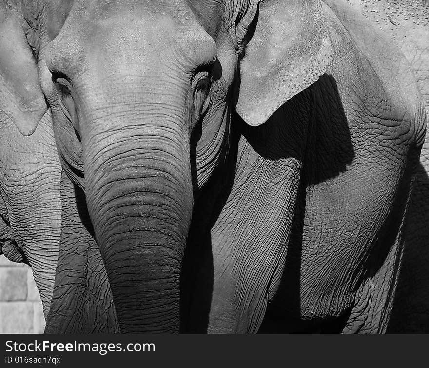 Elephant on black and white