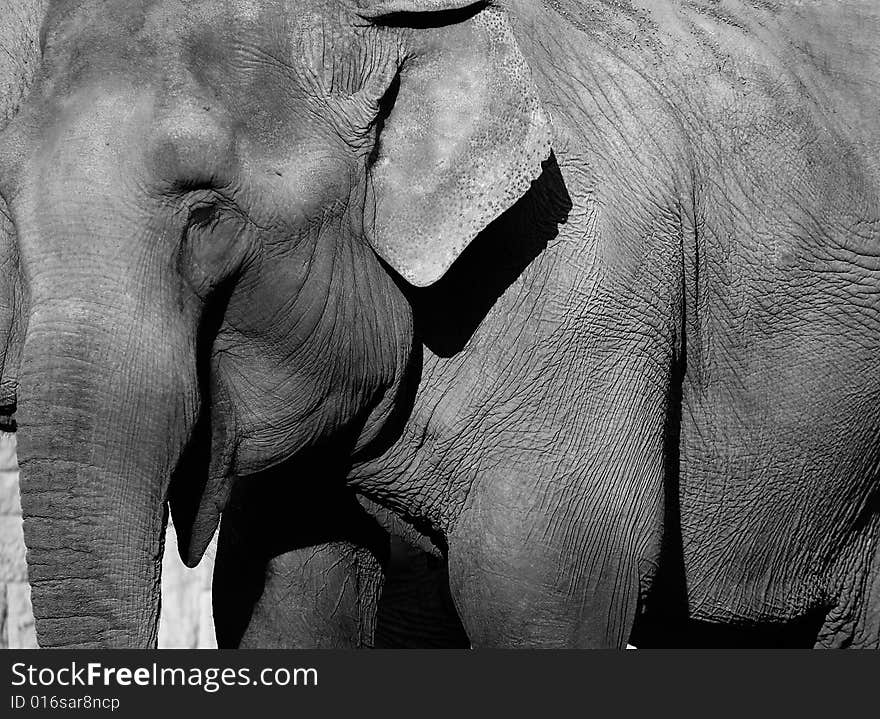 Elephant on black and white