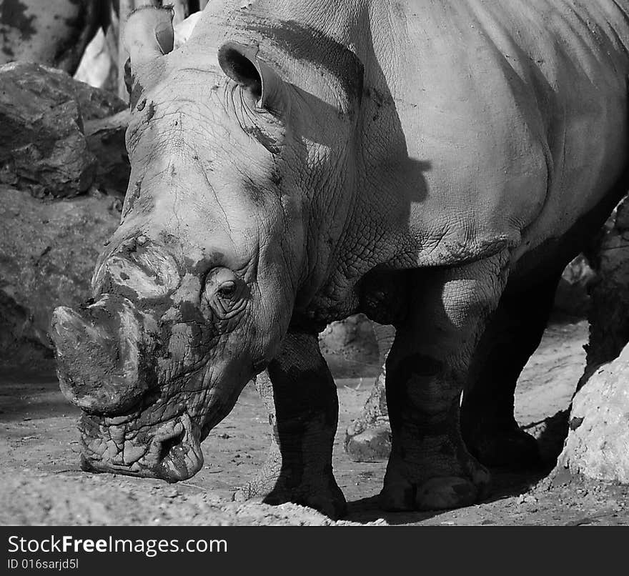 Rhinoceros on black and white