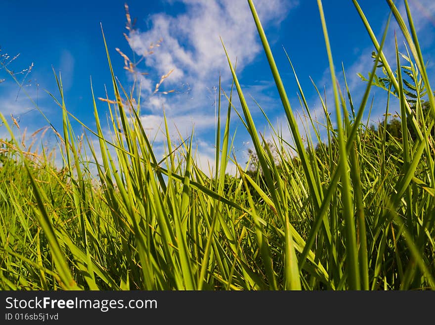 Green grass and blue skies. Green grass and blue skies