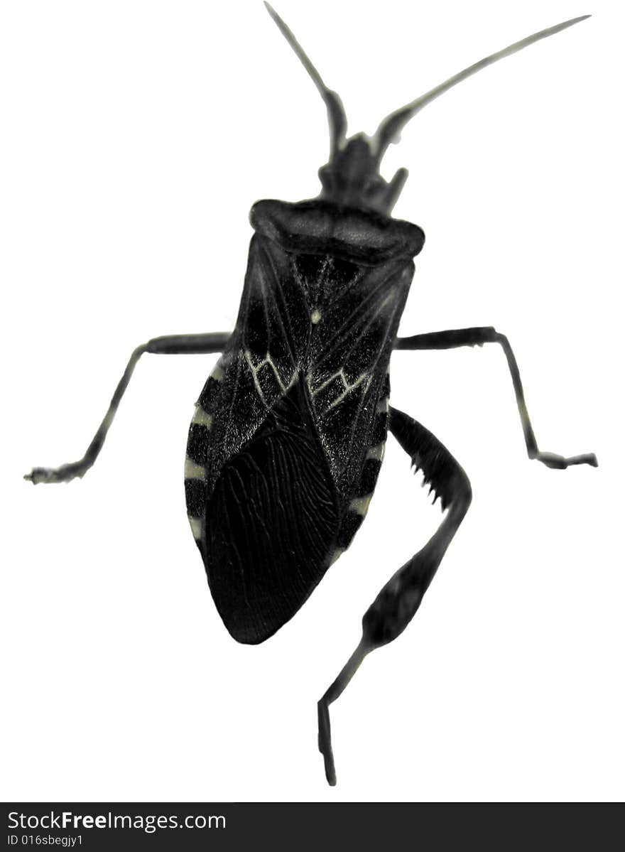 Black beetle isolated on white background.