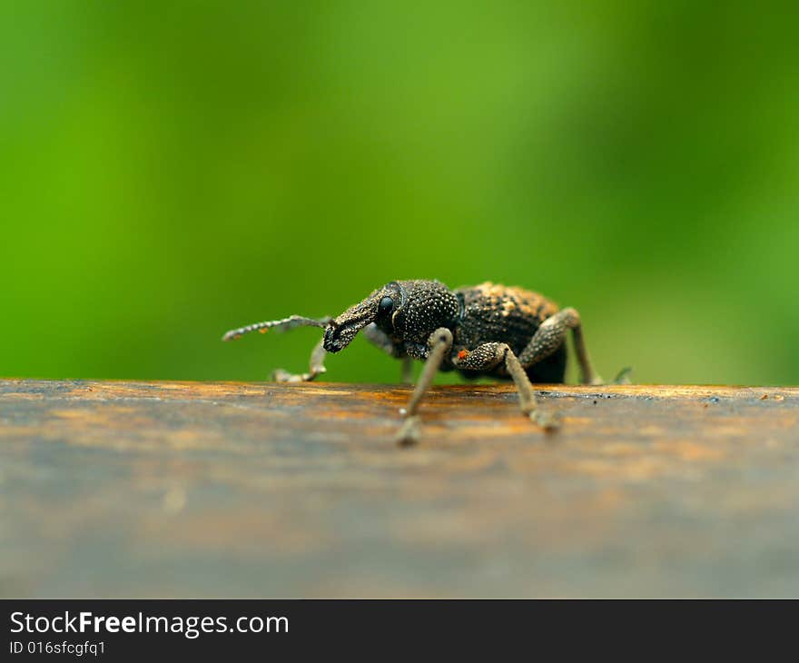 Close up of a long snouted weevil